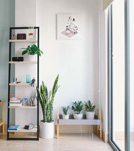 indoors gold snake plant in pot furniture